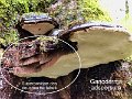 Ganoderma adspersum-amf817-2